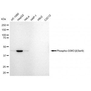 LifeSab™ KD-Validated Phospho-GSK3B (Ser9) Rabbit mAb (20 μl)