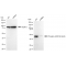 LifeSab™ KD-Validated Phospho-GSK3B (Ser9) Rabbit mAb (20 μl)