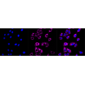 LifeSab™ KD-Validated ACAD3 Rabbit mAb (20 μl)