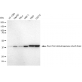 LifeSab™ KD-Validated ACAD3 Rabbit mAb (20 μl)