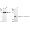 LifeSab™ KD-Validated ACAT Rabbit mAb (20 μl)