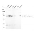 LifeSab™ KD-Validated BAG3 Rabbit mAb (20 μl)