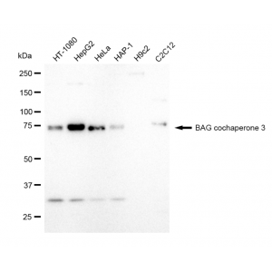 LifeSab™ KD-Validated BAG3 Rabbit mAb (20 μl)