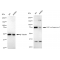 LifeSab™ KD-Validated BAG3 Rabbit mAb (20 μl)