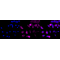 LifeSab™ KD-Validated CCNB1 Rabbit mAb (20 μl)