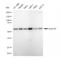 LifeSab™ KD-Validated CCNB1 Rabbit mAb (20 μl)