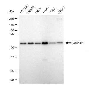 LifeSab™ KD-Validated CCNB1 Rabbit mAb (20 μl)