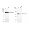 LifeSab™ KD-Validated CCNB1 Rabbit mAb (20 μl)