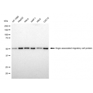 LifeSab™ KD-Validated AAMP Rabbit mAb (20 μl)