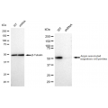 LifeSab™ KD-Validated AAMP Rabbit mAb (20 μl)