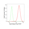 LifeSab™ KD-Validated Arp3 Rabbit mAb (20 μl)