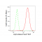 LifeSab™ KD-Validated Arp3 Rabbit mAb (20 μl)