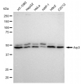 LifeSab™ KD-Validated Arp3 Rabbit mAb (20 μl)