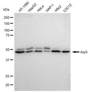 LifeSab™ KD-Validated Arp3 Rabbit mAb (20 μl)