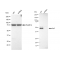 LifeSab™ KD-Validated Arp3 Rabbit mAb (20 μl)