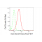 LifeSab™ KD-Validated ACTL6A Rabbit mAb (20 μl)