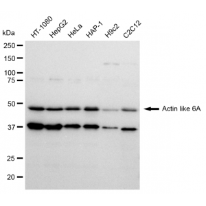 LifeSab™ KD-Validated ACTL6A Rabbit mAb (20 μl)