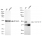 LifeSab™ KD-Validated ACTL6A Rabbit mAb (20 μl)