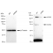 LifeSab™ KD-Validated ACSS2 Rabbit mAb (20 μl)