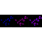 LifeSab™ KD-Validated DAXX Rabbit mAb (20 μl)