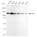 LifeSab™ KD-Validated DAXX Rabbit mAb (20 μl)