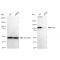 LifeSab™ KD-Validated DAXX Rabbit mAb (20 μl)