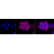 LifeSab™ KD-Validated EGFR Rabbit mAb (20 μl)