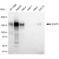 LifeSab™ KD-Validated EGFR Rabbit mAb (20 μl)