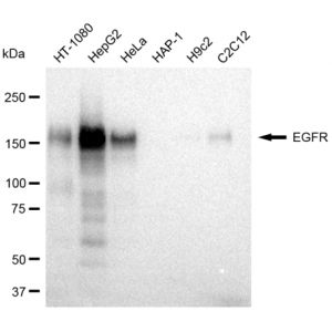 LifeSab™ KD-Validated EGFR Rabbit mAb (20 μl)