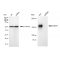 LifeSab™ KD-Validated EGFR Rabbit mAb (20 μl)