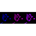 LifeSab™ KD-Validated ADK Rabbit mAb (20 μl)