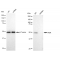 LifeSab™ KD-Validated ADK Rabbit mAb (20 μl)