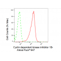 LifeSab™ KD-Validated CDKN1B Rabbit mAb (20 μl)