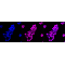 LifeSab™ KD-Validated CDKN1B Rabbit mAb (20 μl)