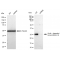 LifeSab™ KD-Validated CDKN1B Rabbit mAb (20 μl)