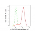 LifeSab™ KD-Validated p150 CAF1 Rabbit mAb (20 μl)