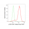 LifeSab™ KD-Validated p150 CAF1 Rabbit mAb (20 μl)