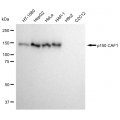 LifeSab™ KD-Validated p150 CAF1 Rabbit mAb (20 μl)