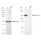 LifeSab™ KD-Validated p150 CAF1 Rabbit mAb (20 μl)