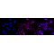 LifeSab™ KD-Validated Phospho-PKR (T451) Rabbit mAb (20 μl)