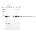 LifeSab™ KD-Validated Phospho-PKR (T451) Rabbit mAb (20 μl)