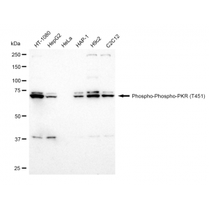 LifeSab™ KD-Validated Phospho-PKR (T451) Rabbit mAb (20 μl)