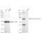 LifeSab™ KD-Validated Phospho-PKR (T451) Rabbit mAb (20 μl)