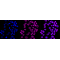 LifeSab™ KD-Validated RING1 Rabbit mAb (20 μl)