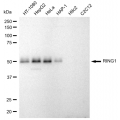 LifeSab™ KD-Validated RING1 Rabbit mAb (20 μl)