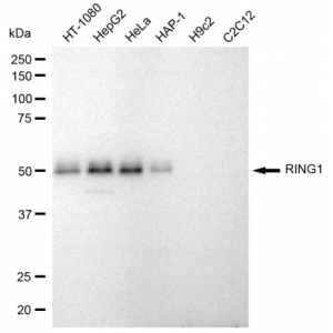 LifeSab™ KD-Validated RING1 Rabbit mAb (20 μl)