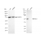 LifeSab™ KD-Validated RING1 Rabbit mAb (20 μl)