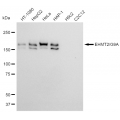 LifeSab™ KD-Validated EHMT2 Rabbit mAb (20 μl)