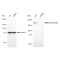 LifeSab™ KD-Validated EHMT2 Rabbit mAb (20 μl)