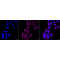 LifeSab™ KD-Validated HXK1 Rabbit mAb (20 μl)